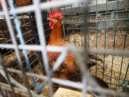 Animales condenados a vivir entre rejas