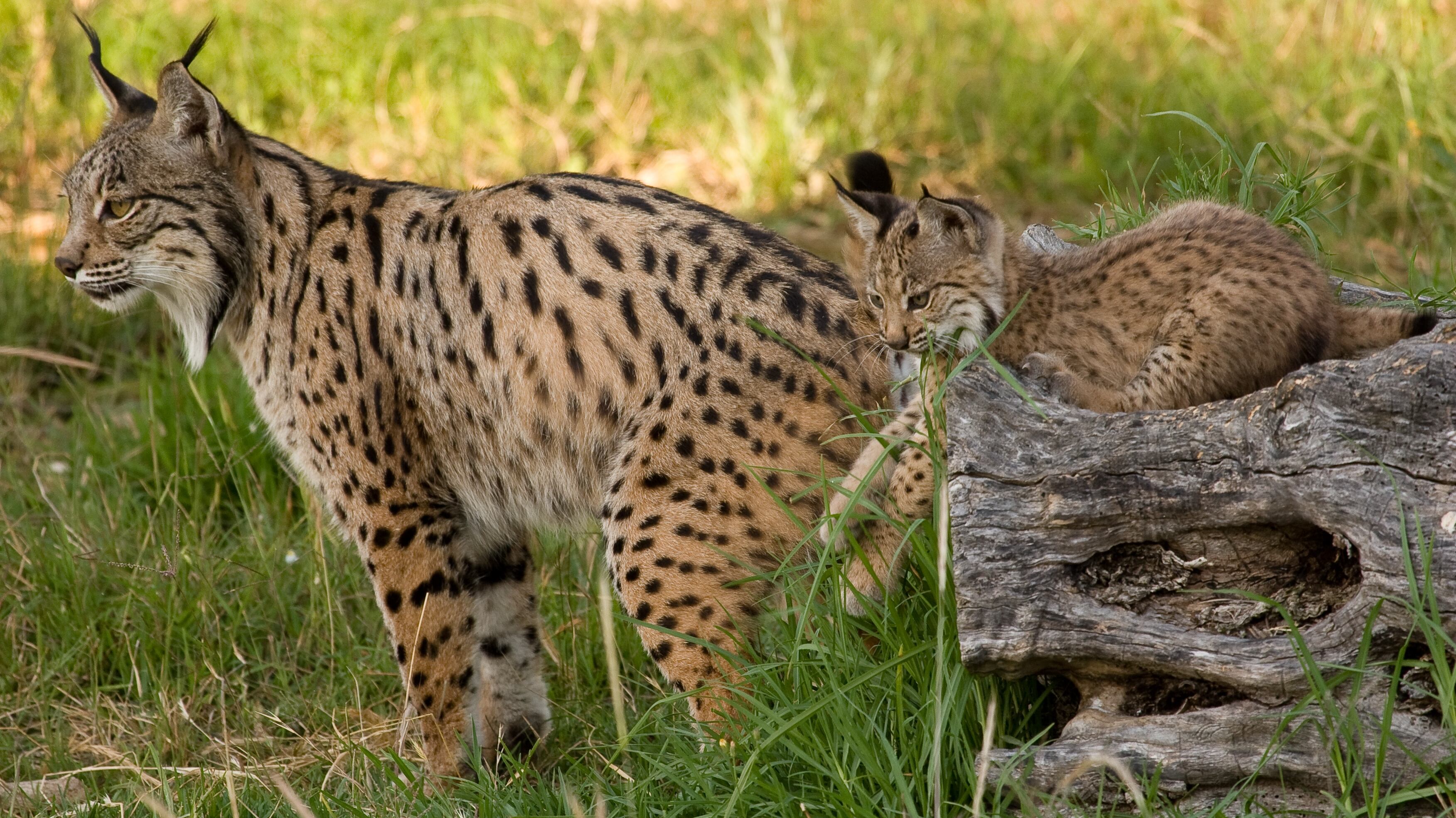 ‘Podcast’ | Errores, aciertos y mucha colaboración: así se salvó el lince ibérico 