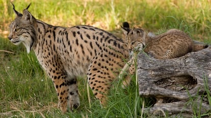 La lince Aura, con una de sus 14 cachorros en el centro de cría de El Acebuche en Huelva hace unas semanas.