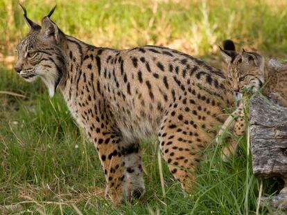 El lince ibérico deja atrás el peligro de extinción: un hito de la conservación en Europa