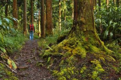 Ruta senderista en el bosque de Bébour, patrimonio mundial, en Isla Reunión.