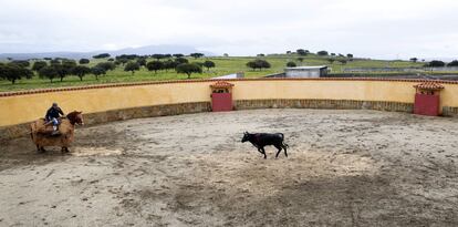 Embestida al caballo de lejos, con fijeza. Una exhibición de entrega.