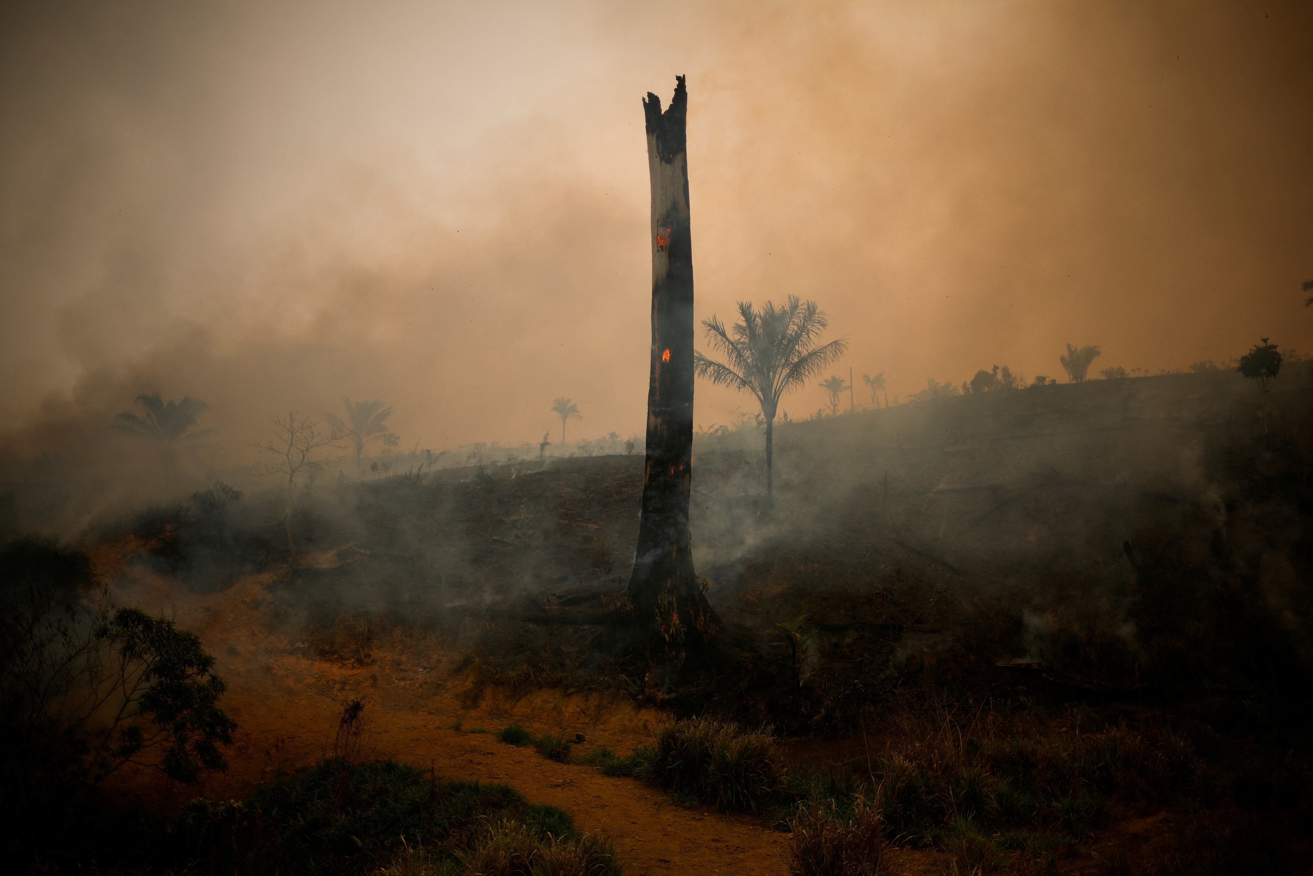 Un árbol arde durante un incendio en la selva amazónica en Apui, estado de Amazonas, el 8 de agosto de 2024. 