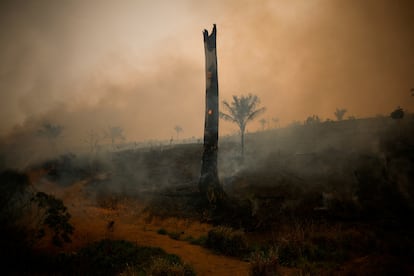 Amazonas incendios