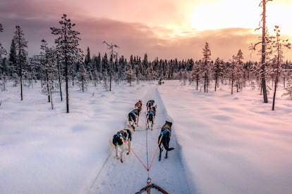 Un trineo tirado por perros en Levi, en Laponia (Finlandia).