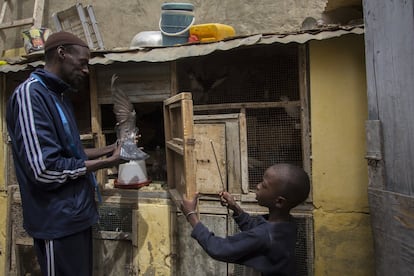 Malick Dieye con uno de sus hijos en el espacio hecho por ellos mismos donde crían palomas que se comen y venden. Ese lugar estaba dedicado para la cocina pero en las familias wolof es típico preparar los alimentos de cara al patio, así que hace unas décadas la cambiaron de sitio.