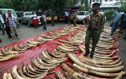 Colmillos de elefante decomisados por las autoridades kenianas en Mombasa.