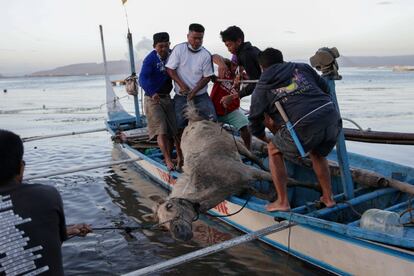 Un caballo herido es rescatado por residentes, cerca del volcán en erupción Taal, en Talisay, Batangas (Filipinas), el 16 de enero.