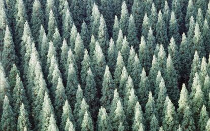 Un bosque de cedros japoneses en Hita, al sur del país nipón.