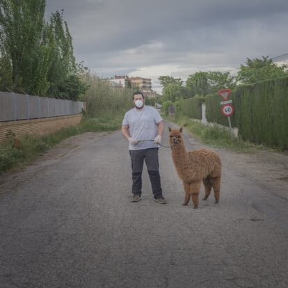 Durante la pandemia, perros, gatos y otras mascotas se apoderaron, junto a sus dueños, de las calles desiertas para dar sus paseos.
