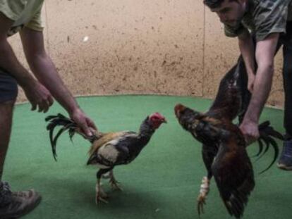 La Guardia Civil ha decomisado 177 aves, de las que 32 estaban preparadas para entrar a pelear