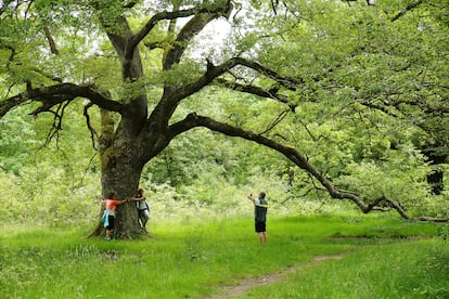 En el bosque de Orgi hay árboles que alcanzan los 40 metros de altura y los 200 años de vida. El recinto cuenta con zona de merendero y barbacoa para reponer energías, e incluso con una sidrería.