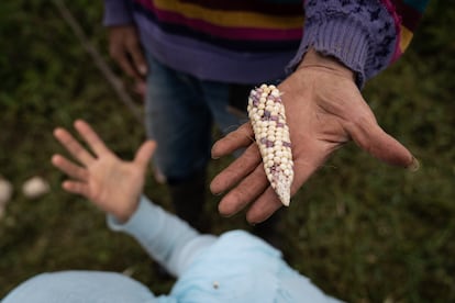 Alberto y Aura Lina, guardianes de semillas, organizan el maíz en una finca en San Lorenzo, Nariño el 6 de marzo de 2023