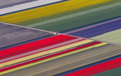 El mejor lugar para ver tulipanes en Holanda es Keukenhof, un parque con siete millones de bulbos florales. En la imagen, vista aérea de los coloridos campos de la ciudad holandesa de Lisse, el 15 de abril de 2015.