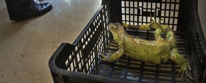 La iguana que ha aparecido en el centro de Barcelona.