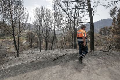 Un técnico de emergencias en la zona arrasada por el fuego.  Pese a remitir los riesgos, en la mañana del lunes el pueblo montañoso de Estellencs seguía vacío, con un centenar de vecinos que han pasado la noche en albergues públicos de los municipios de los alrededores. Las llamas han afectado las zonas de sant Elm, s’Arraco, Estellencs, en el litoral de Mallorca, y han girado hacia el interior, en Calvià, en un perímetro que oficialmente no supera las 2.000 hectáreas en una valoración lanzada al mediodía del sábado, sin modificar desde entonces pese al avance de los fuegos.