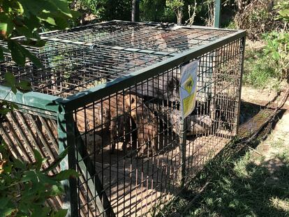 Una jaula con jabalíes capturados en la Casa de Campo.