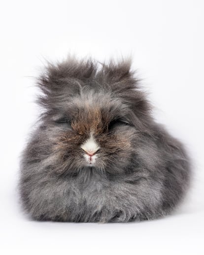 Conejo de angora inglés ('Oryctolagus cuniculus').