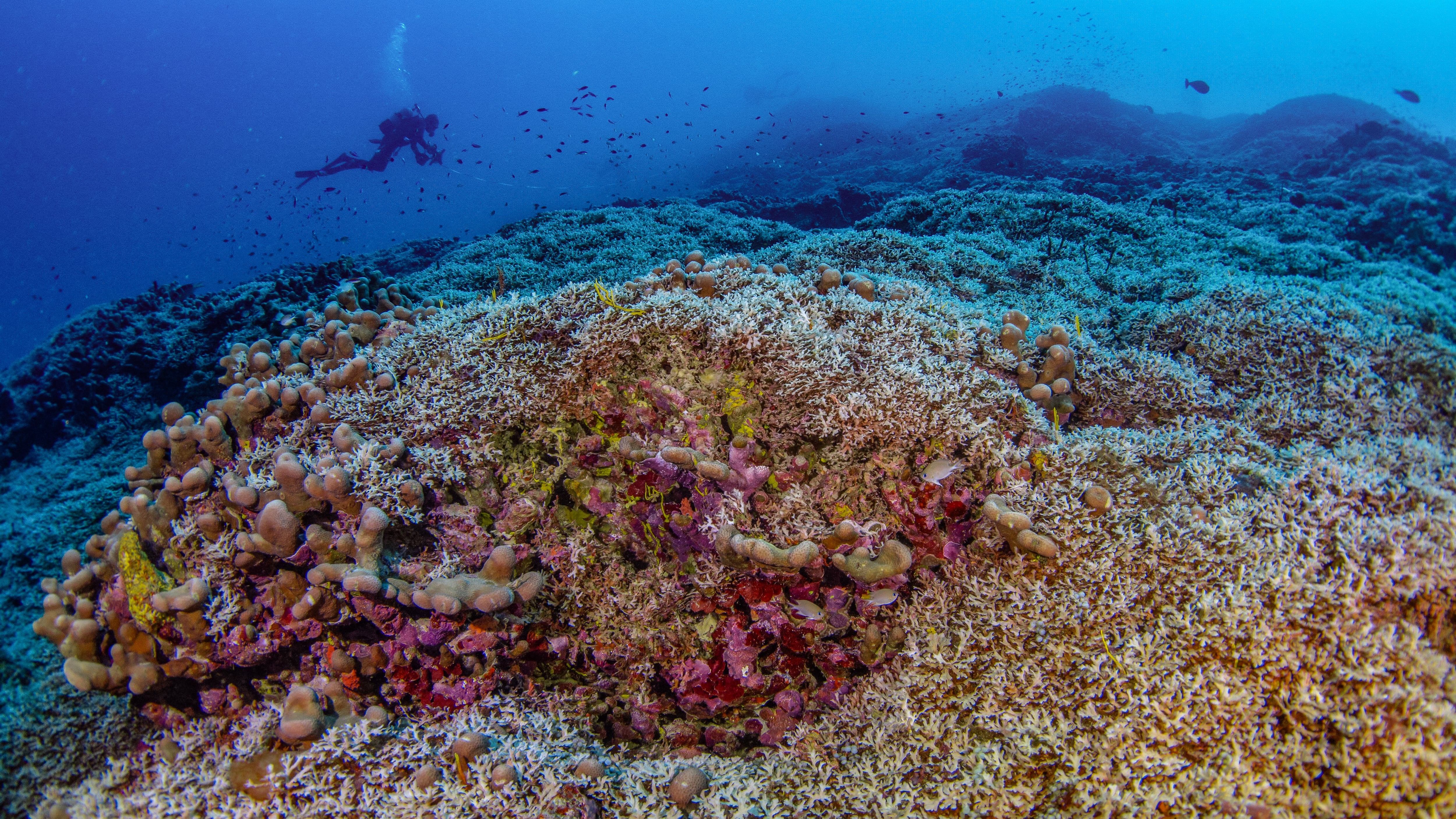 Descubierto un coral gigante en las Islas Salomón de más de 300 años y visible...