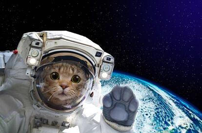 Fotos de gatitos en órbita