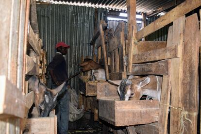 Un empleado de la granja de Kiroko alimenta a los conejos.