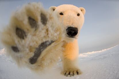 Un curioso oso polar en el Refugio Nacional de Vida Silvestre del Ártico en North Slope, Alaska (EE UU), el 5 de febrero de 2013.