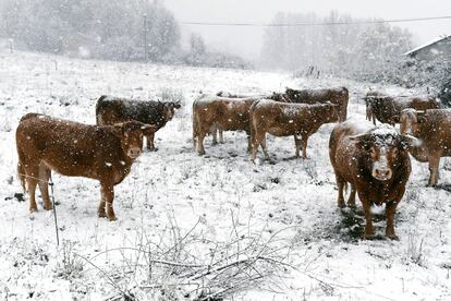 Varias vacas afectadas por la nieve en el municipio leonés de Riello, que continúa cubierto este jueves, a causa del temporal que afecta al norte de la provincia. El temporal de nieve que en las últimas horas azota la Península y está dejando copiosas nevadas afecta ya la circulación en la A-6, a su paso por la provincia de León, y a tramos de 44 carreteras de la red secundaria en ocho provincias que ha provocado el cierre de tres puertos de montaña en Cantabria y Navarra.