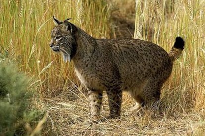 Ejemplar de lince ibérico.