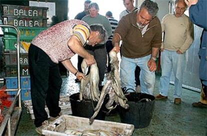 Marineros descargan pulpo en la lonja de Bayona, tras reanudarse la actividad pesquera en las Rías Bajas.