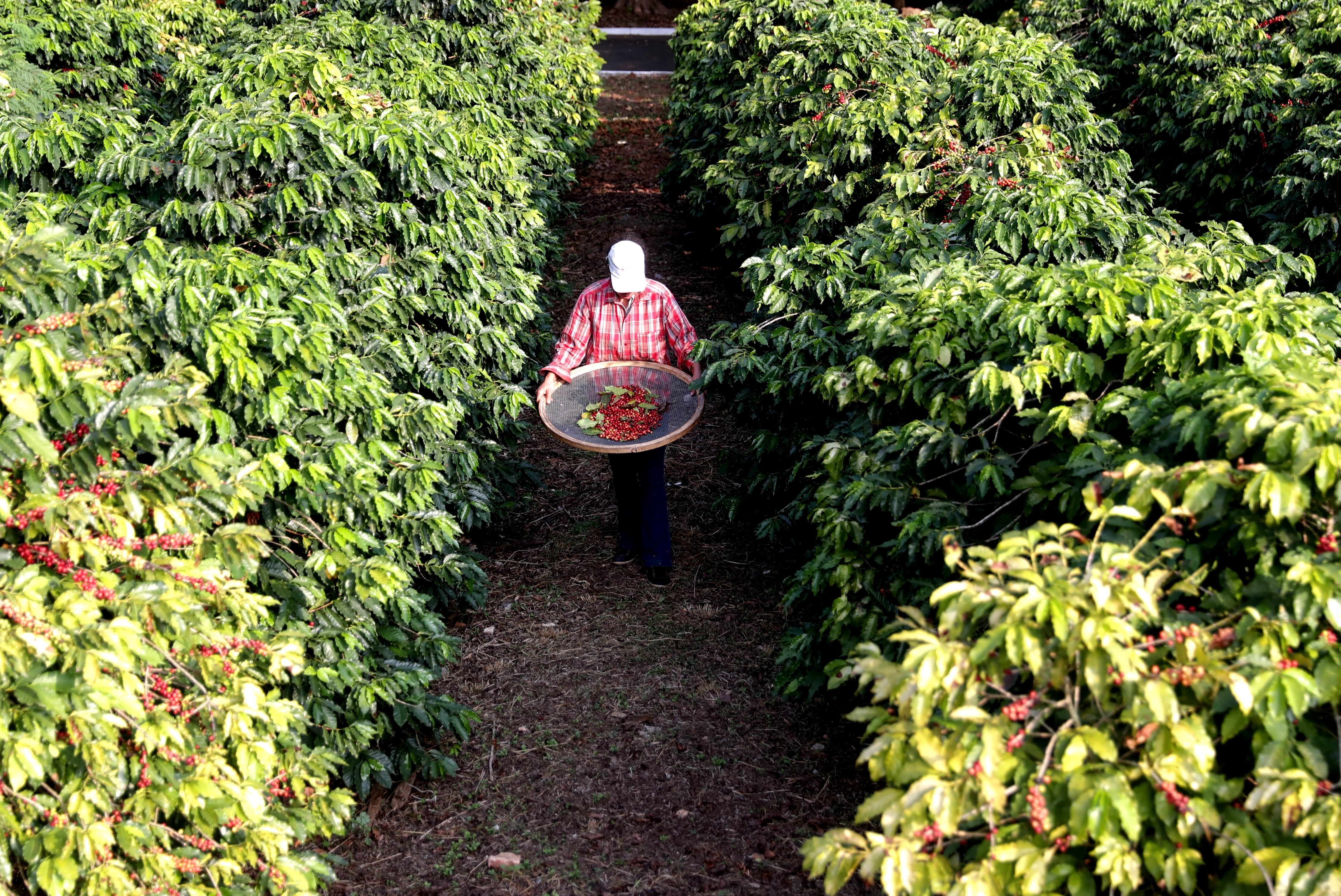 Una mujer recolecta granos de café en un cultivo de Sao Paulo, Brasil.