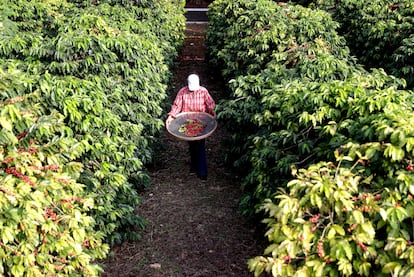 Una mujer recolecta granos de café en un cultivo de Sao Paulo