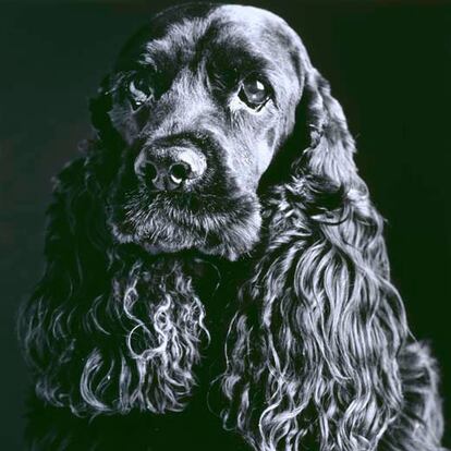 Los retratos de animales de Amparo Garrido están situados en la sala 37 del museo, contrapuestos a los autorretratos de Mapplethorpe.