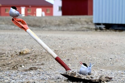 Esta fotografa muestra a una pareja de la especie charrn rtico en el archipilago Svalbard, situado en el ocano Glacial ?rtico. Fue finalista en la categora Comportamiento.