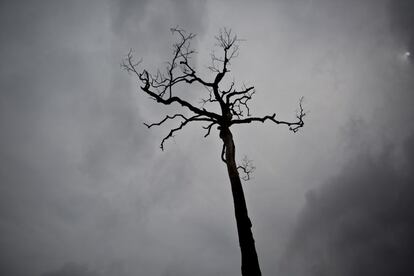 Un árbol de nuez de Brasil quemado en una granja en el sur del estado amazónico de Pará, cerca de Belo Monte, Brasil.