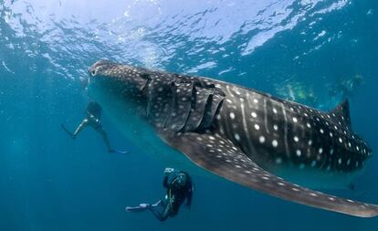 Buceo con un tiburón ballena en Maldivas.