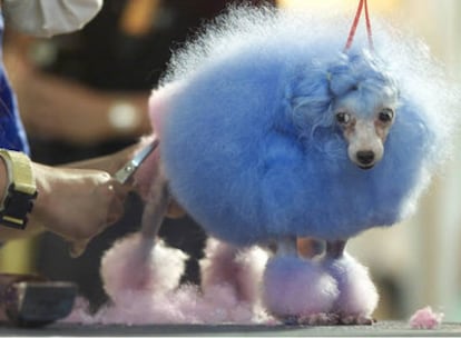 Un caniche en la peluquería