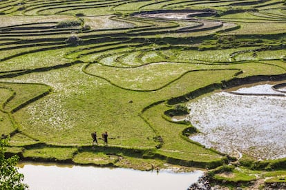 Arrozales cerca de la localidad vietnamita de Sapa.