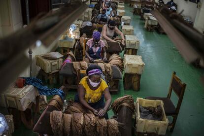 La fábrica Partagás tiene 500 empleados, no cerró un solo día y se unió a los otros 34 talleres estatales que en todo el país contribuyen a fabricar los casi 100 millones de unidades anuales que Cuba exporta.