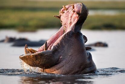 "El hipopótamo tiene la nada despreciable fama de ser el mamífero que más víctimas causa en África. Aunque se trata de un animal de hábitos vegetarianos, su carácter fuertemente territorial hace que se lance contra cualquier intruso que perturbe la paz de su poza". Delta del Okavango (Botsuana). 500 mm f4 1/500 ISO 400