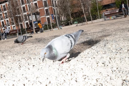 Unas palomas buscan migajas en el suelo de una plaza de Tribunal.
