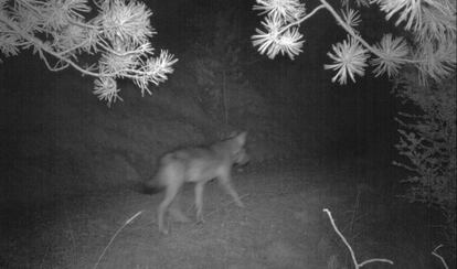 El lobo detectado por una trampa fotogr&aacute;fica en el Port del Comte. 