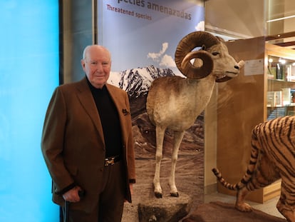 Nicolás Franco Pasqual del Pobil next to a Marco Polo sheep at the National Museum of Natural Sciences in Madrid.