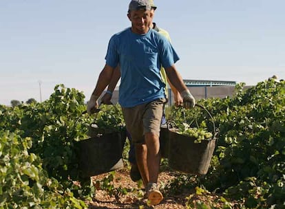 Jornaleros rumanos cargan cestos repletos de uvas en una plantación de Llanos del Caudillo.