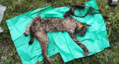 Lince muerto atrapado por un cepo