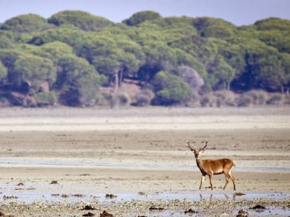 Un ciervo paseando por la marismas del Parque Nacional de Do&ntilde;ana.