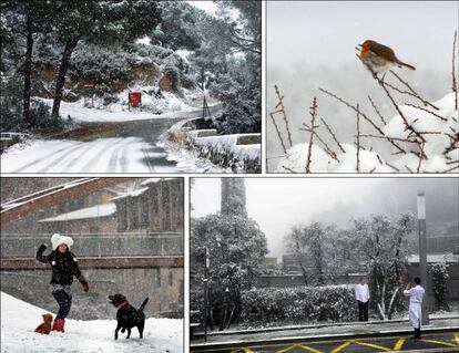 Cuatro imágenes de la nevada: Una carretera en Cambrils, un petirrojo en un bosque de Collserola, una chica jugando con su perro en Vic y dos cocineros fotografiándose en el Tibidabo.