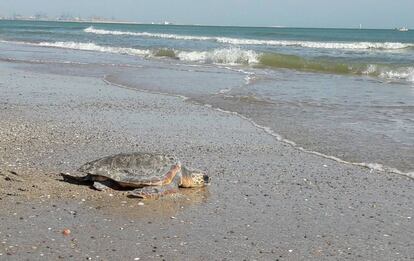 Una de las tortugas liberadas en El Saler (Valencia).