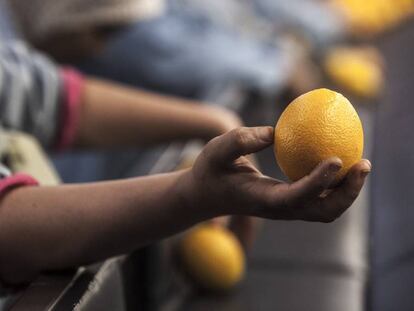 Procesamiento de naranjas.
