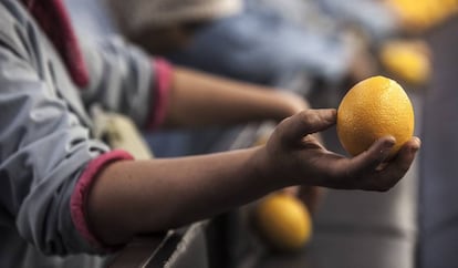 Procesamiento de naranjas.