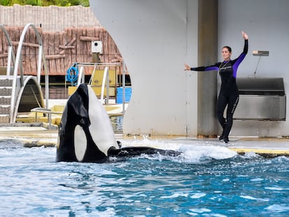 Orcas cautivas